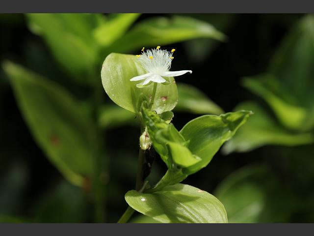 Tradescantia fluminensis Wandering Jew Commelinaceae Images