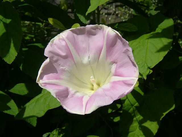 Calystegia pulchra Hairy Bindweed Convolvulaceae Images