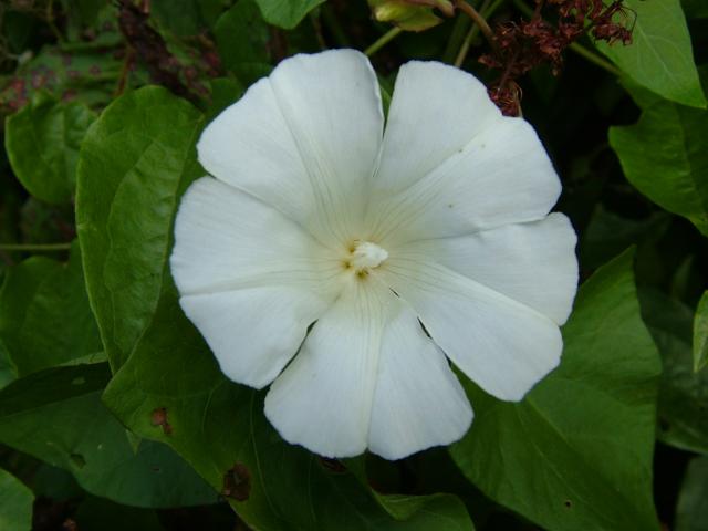 Calystegia sepium forma schizoflora Hedge Bindweed Convolvulaceae Images