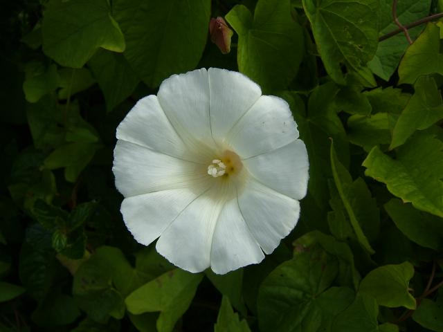 Calystegia sepium subspecies sepium Hedge Bindweed Convolvulaceae Images