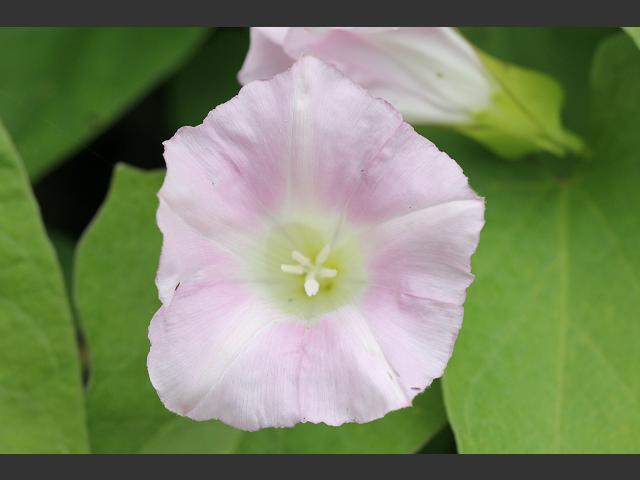 Calystegia sepium subspecies roseata Hedge Bindweed Convolvulaceae Images