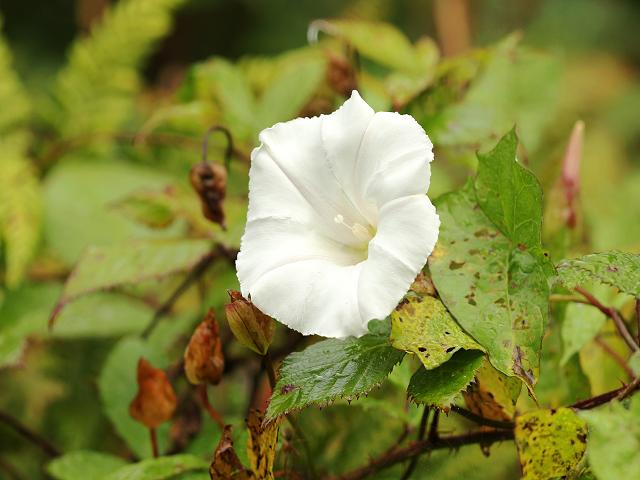 Calystegia silvatica Large Bindweed Convolvulaceae Images