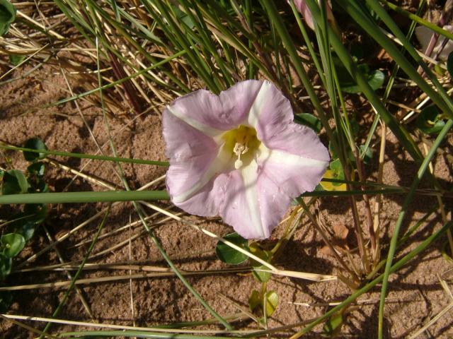 Calystegia soldanella Sea Bindweed Convolvulaceae Images
