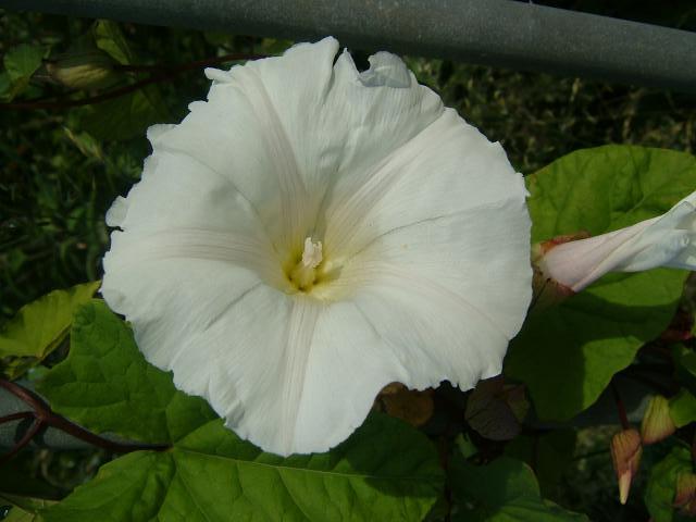 Calystegia x scanica A Hybrid Bindweed Convolvulaceae Images
