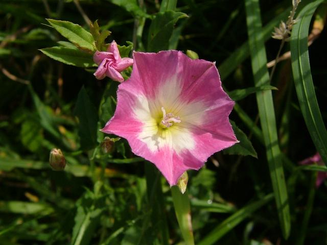 Convolvulus arvensis Field Bindweed Convolvulaceae Images