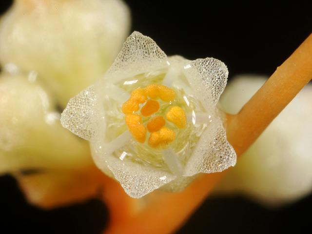Cuscuta campestris Yellow Dodder parasitic parasite on Garden Carrot Convolvulaceae Images