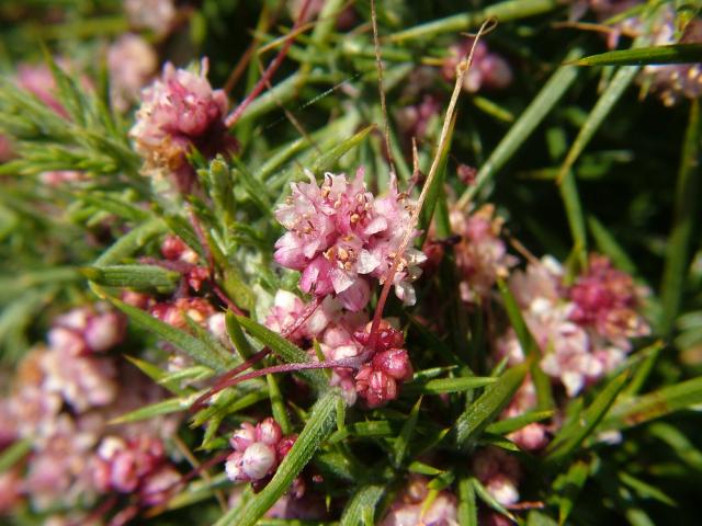 Cuscuta epithymum Dodder Convolvulaceae Images