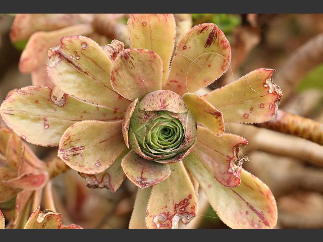 Aeonium species Crassulaceae Images