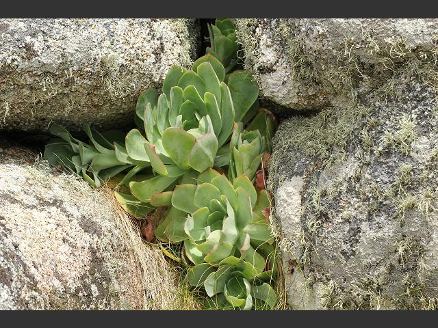 Aeonium species Crassulaceae Images