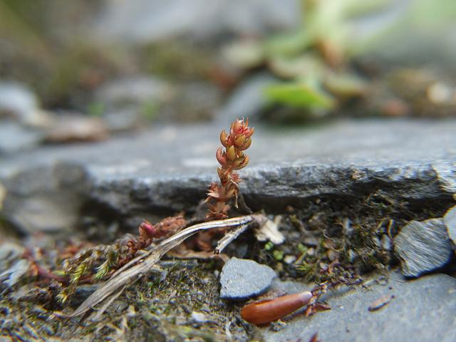 Crassula tillaea Mossy Stonecrop Crassulaceae Images