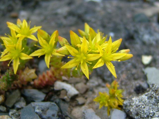 Sedum acre Biting Stonecrop Crassulaceae Images