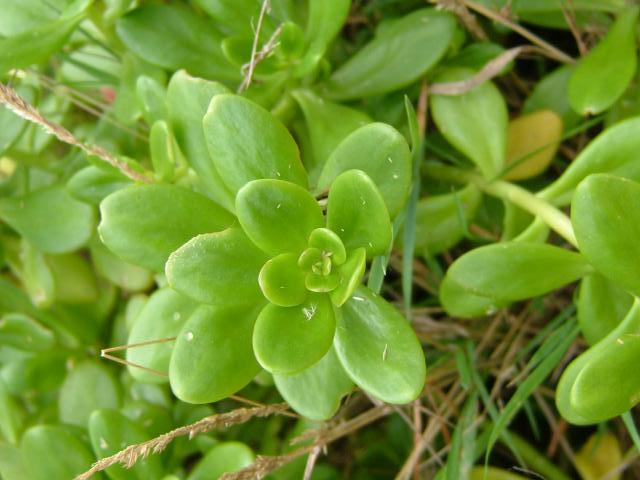 Sedum confusum Lesser Mexican Stonecrop Crassulaceae Images