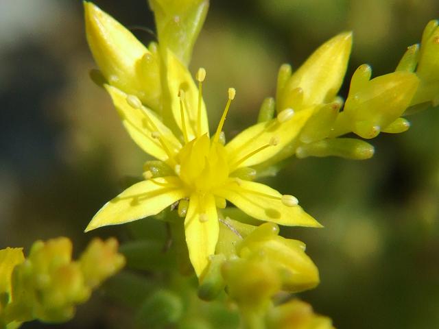 Sedum sexangulare Tasteless Stonecrop Crassulaceae Images