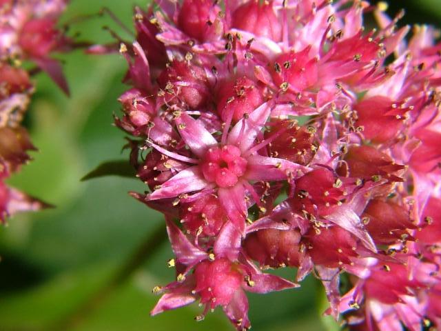 Sedum telephium Orpine or Livelong Crassulaceae Images