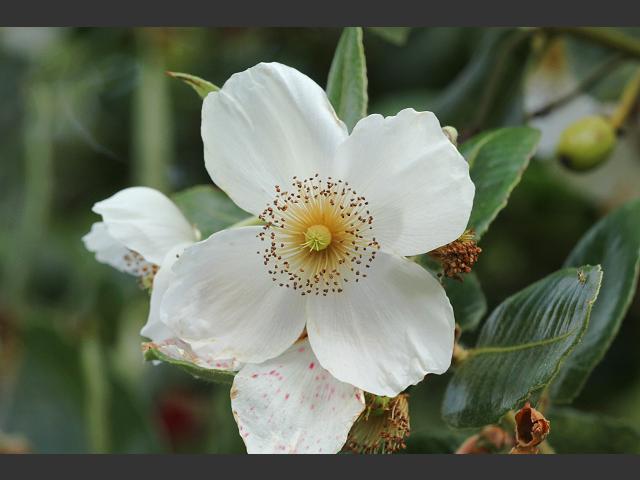 Eucryphia cordifolia Ulmo or Brush Bush Cunoniaceae Images