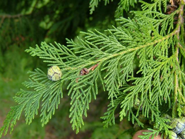 Chamaecyparis lawsoniana Lawsons Cypress Cupressaceae Images