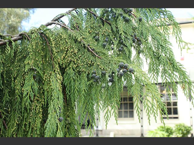Chamaecyparis nootkatensis Pendula Nootka False Cypress or Alaska Cedar Cupressaceae Images