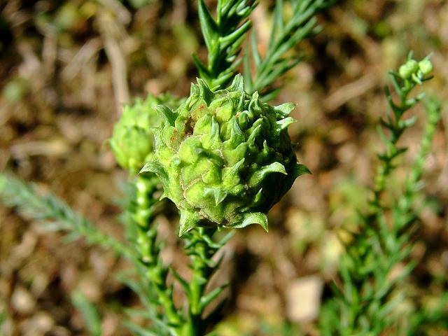 Cryptomeria japonica Japanese Cedar Cupressaceae Images