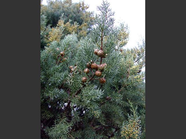 Cupressus macrocarpa Monterey Cypress Cupressaceae Images