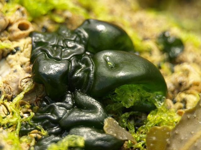 Rivularia bullata Cyanobacteria Images