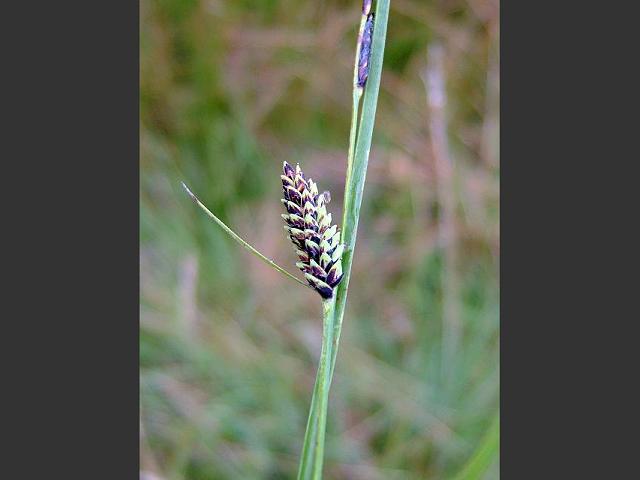 Carex nigra Common Sedge Cyperaceae Images
