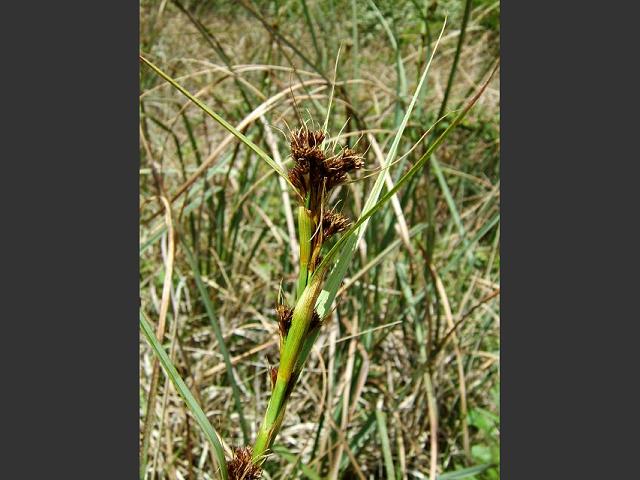 Cladium mariscus Great Fen Sedge Cyperaceae Images