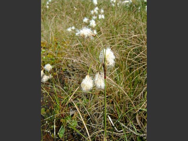 Eriophorum angustifolium Common Cottongrass Cyperaceae Images