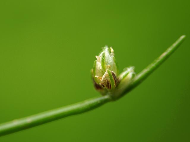 Isolepis cernua Slender Club Rush Cyperaceae Images
