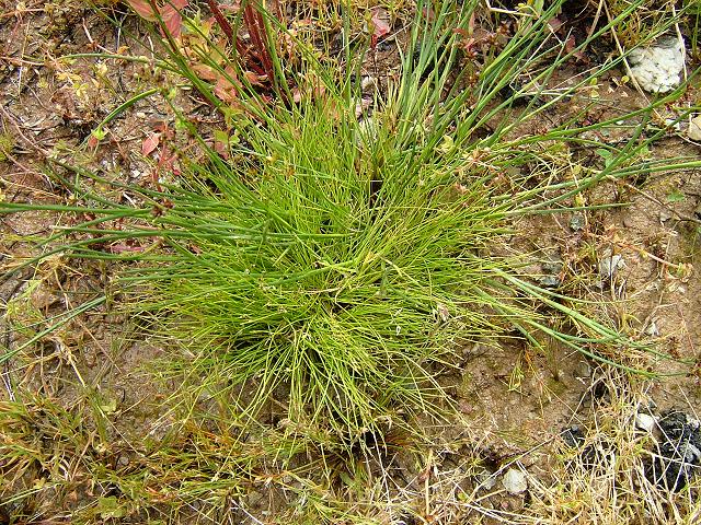 Isolepis setacea Bristle Club Rush Cyperaceae Images