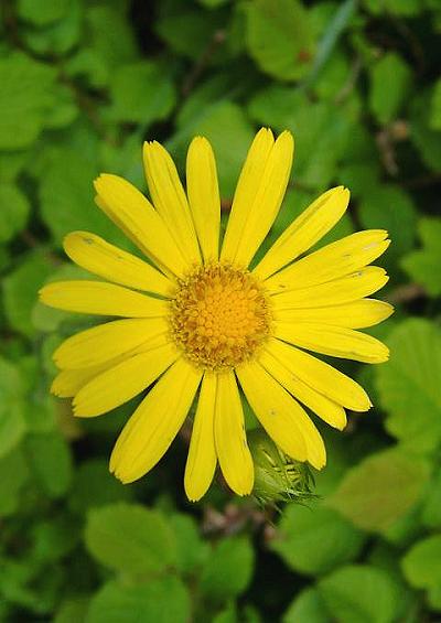 Asteraceae Daisy Family Tribe Senecioneae Asteraceae Images