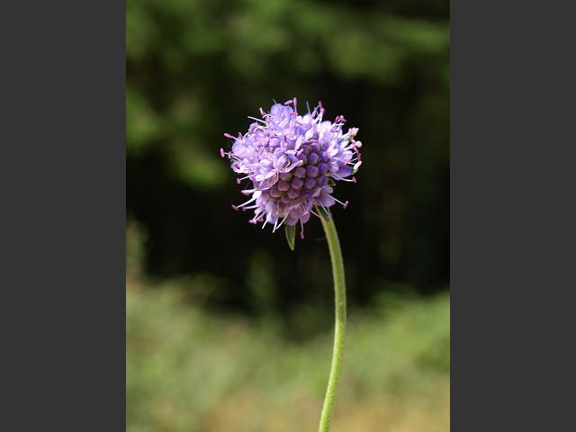 Succisa pratensis Devils bit Scabious Dipsacaceae Images