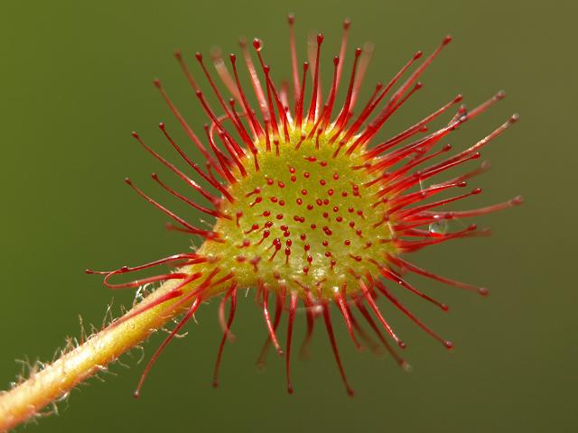 Drosera rotundifolia Round-leaved Sundew Droseraceae Images