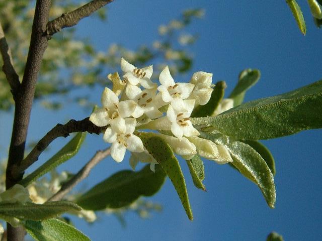 Elaeagnus umbellata Eleagnus Elaeagnaceae Images