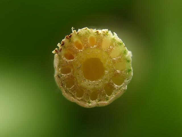 Equisetum arvense Field Horsetail Images