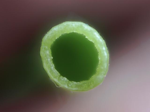 Equisetum fluviatile Water Horsetail Images