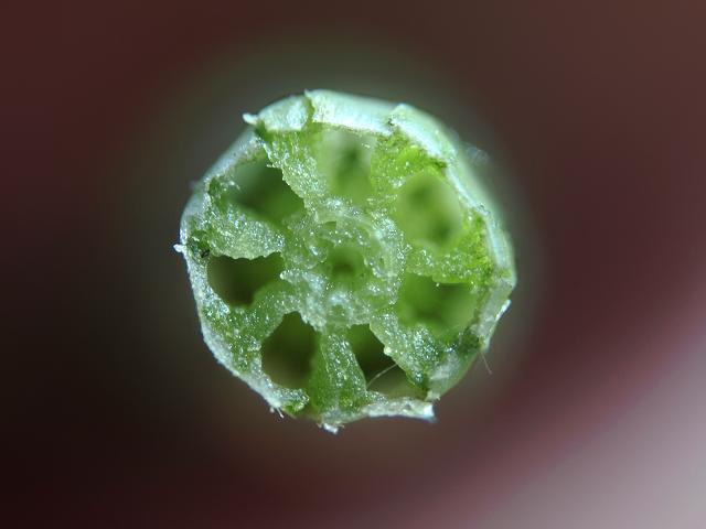 Equisetum palustre Marsh Horsetail Images