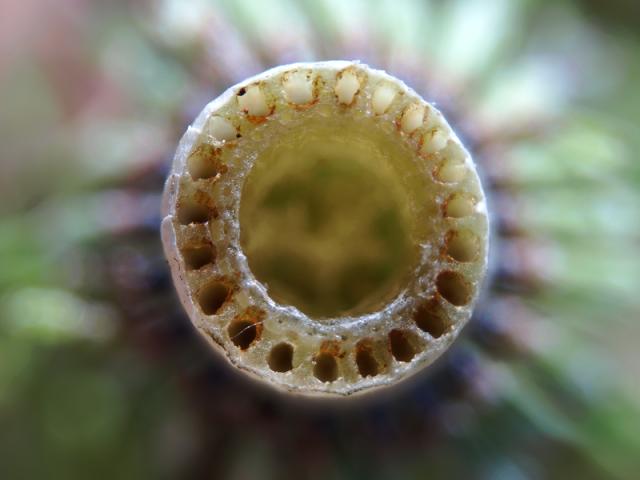 Equisetum telmateia Giant Horsetail Images
