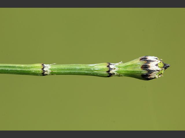 Equisetum variegatum Variegated Horsetail Horsetail Images