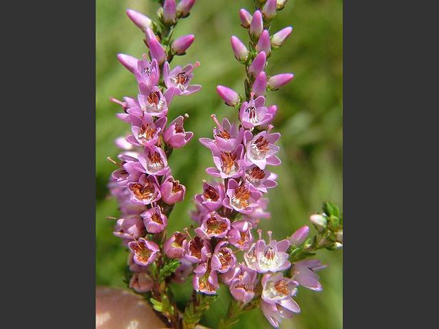 Calluna vulgaris Heather Ericaceae Images