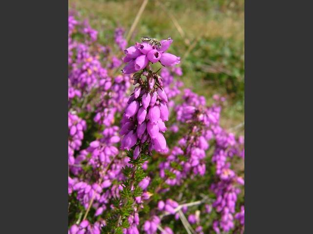 Erica cinerea Bell Heather Ericaceae Images