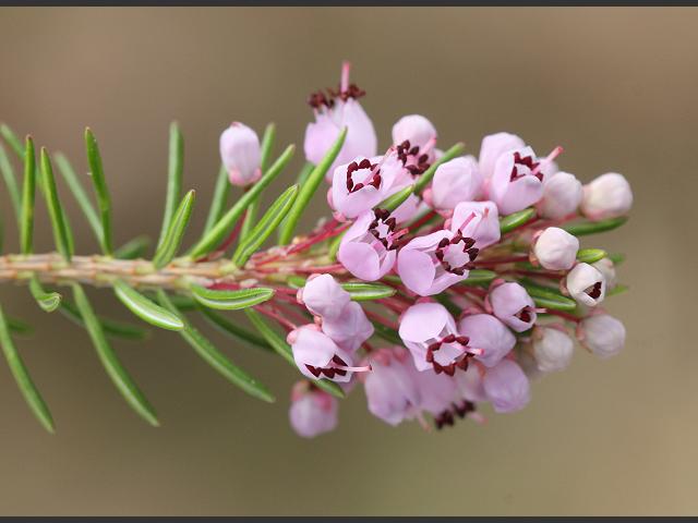 Erica vagans Cornish Heath Ericaceae Images