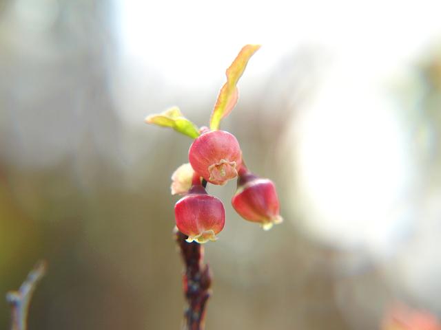 Vaccinium myrtillus Bilberry Whortleberry or Blaeberry Ericaceae Images