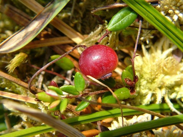 Vaccinium oxycoccos Cranberry Ericaceae Images