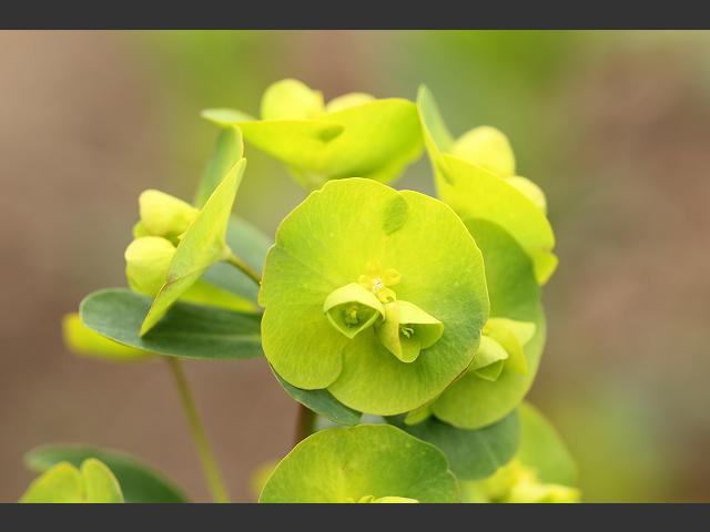 Euphorbia amygdaloides subspecies robbiae Turkish Wood Spurge Euphorbiaceae Images