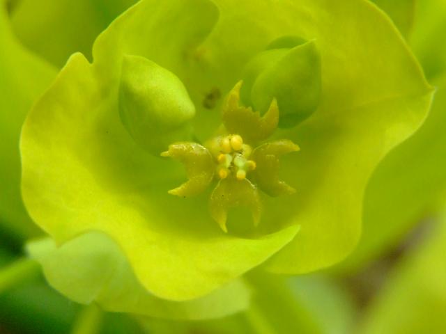 Euphorbia amygdaloides Wood Spurge Euphorbiaceae Images