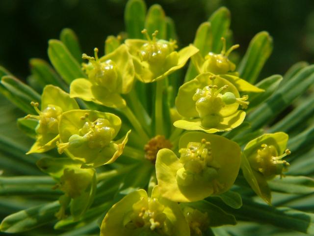 Euphorbia cyparissias Cypress Spurge Euphorbiaceae Images