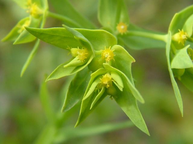 Euphorbia exigua Dwarf Spurge Euphorbiaceae Images