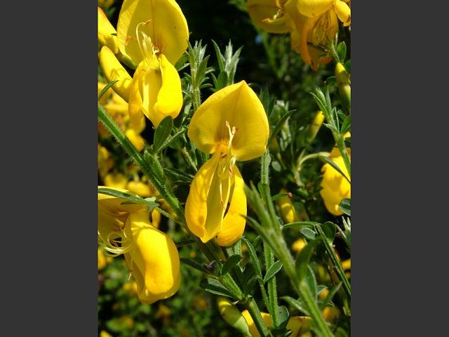 Cytisus scoparius Broom Fabaceae Images