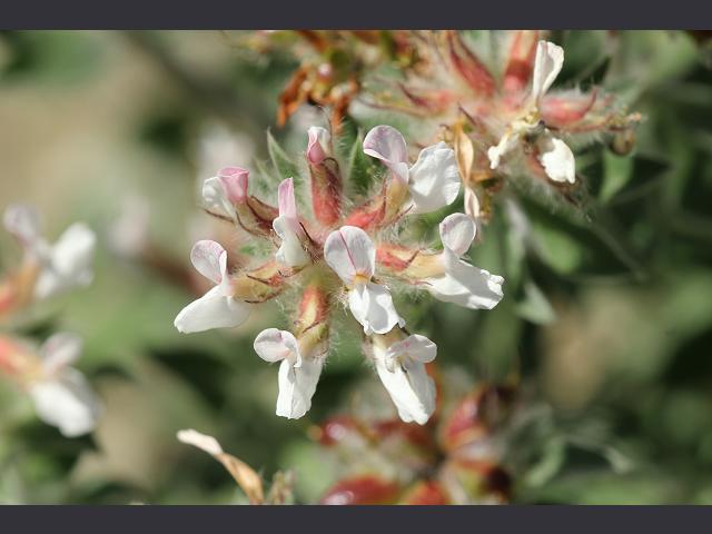 Dorycnium hirsutum Hairy Canary Clover Fabaceae Images