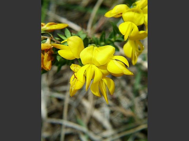 Genista anglica Petty Whin Fabaceae Images